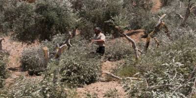 Katil rejim Filistinlilere ait zeytin ağaçlarını söktü