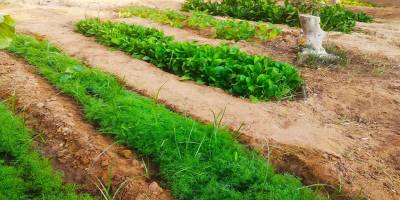 Gazze'de ürün yetiştirmek direnişte kararlı olduğumuzu gösteriyor