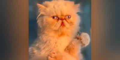 Kedi Lucy, Gazze’de yiyecekleri yağmalayan farelere karşı mücadeleye öncülük ediyor