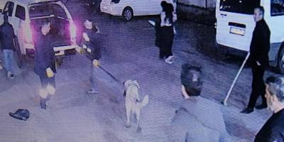 Her gün yaşanan köpek saldırılarına ne zaman çözüm bulunacak?