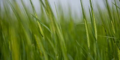 IKBY’de kuraklık tarım ve hayvancılığı olumsuz etkiliyor