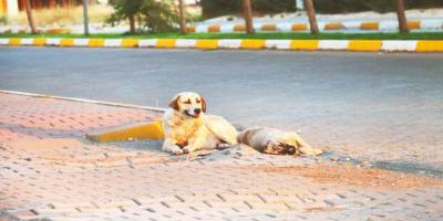 Başıboş köpek sorununa üç aşamalı çözüm arayışı  