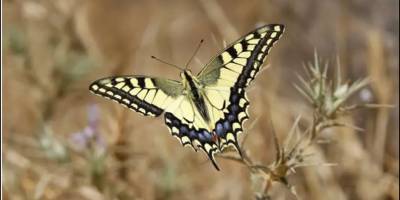 Gazze'nin Kelebekleri