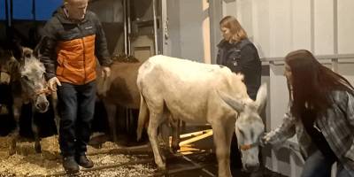 Eşekler için Fransa, Filistinliler için mezarlık