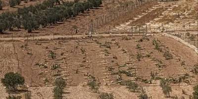 İşgalci yahudiler 100’den fazla üzüm fidanını kesti