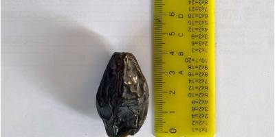 Gazze'deki hurmanın hikâyesi