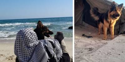 Gazze'deki köpek ve Batı zihninin şartlandırılması