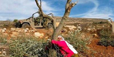 Sumud’un simgeleri: Zeytin ağaçları ve anneler
