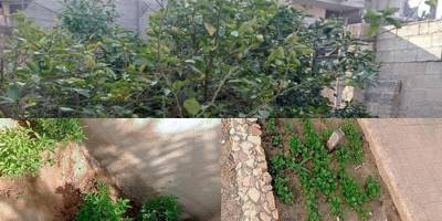 Bahçemizdeki bitkiler bizi açlıktan kurtardı