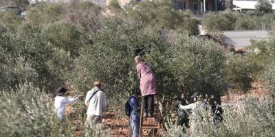 Siyonist yerleşimciler, zeytin toplayan Filistinlileri hedef alıyor