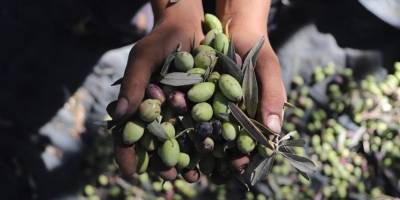 Zeytin hasadı yapan Filistinlilere saldırılar son 5 yılın en yüksek seviyesinde