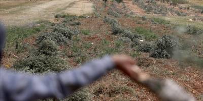 Yerleşimci işgalciler zeytin ağaçlarını nasıl ve neden yok ediyor?