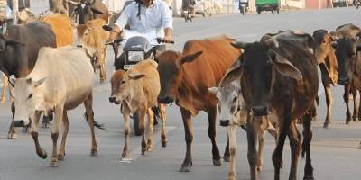 Hindistan’da inek kesimi suçlamasıyla Üç Müslümana ömür boyu hapis