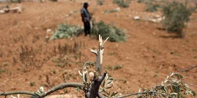 İsrailli işgalciler Batı Şeria'da 850 ağacı yok etti