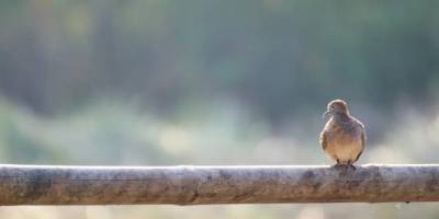“Biz düşünmeyi erteledikçe, arpacı kumrularının dalgın bakışı yüzlerimize yerleşiyor”