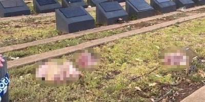 Avustralya'nın Sydney kentinde Müslüman mezarlığına domuz kafaları bırakıldı