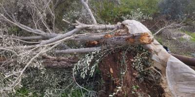 Batı Şeria’da 3 binden fazla ağaç işgalcilerin saldırılarında zarar gördü