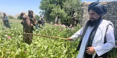 Afganistan’da uyuşturucu üretimi %95 azaldı