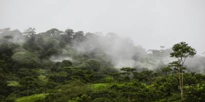 Amazon ormanlarında iklim değişiyor
