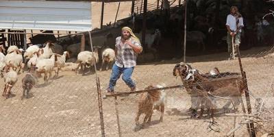 Yahudi çeteler Filistinlilere ait 200 küçükbaş hayvanı çaldı