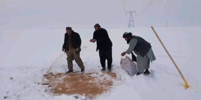 Afganistan’da kuşların zorlu kışı atlatması için dağlara buğday serpiliyor