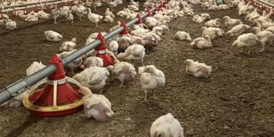 Tavuk ihracatı durduruldu