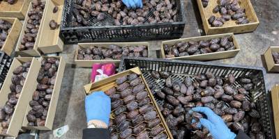 Barkodlara dikkat: İsrail hurmaları Filistin etiketiyle pazarlanıyor