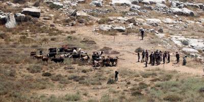 Filistin topraklarını gasbeden Siyonist yerleşimciler, bir Filistinlinin 150 büyükbaş hayvanını çaldı