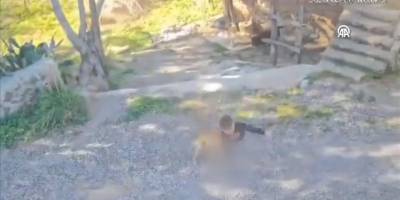 Antalya'da başıboş itler yine çocuk yaraladı