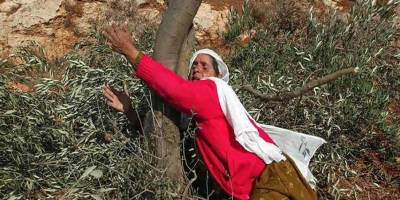 Zeytinlikler: Filistin’de kadim bir kültür ve geçim kaynağı sistematik olarak yok ediliyor