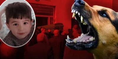 Hayvansever terörü ve yöneticilerin acizliği