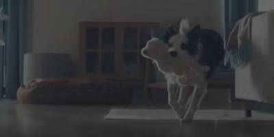 “Foucault Sarkacı”nda köpekleşme sorunu