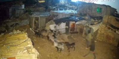 İşgalci İsrailliler Filistinlilerin hayvanlarını çaldı