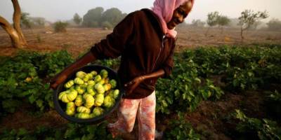 Gübre krizinin ortasında Afrika’nın kimyasal madde içermeyen bir seçeneği var: Agroekoloji