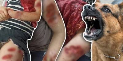 Sokak köpekleri tartışmasında uygulama ve eksikler