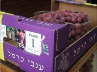 Siyonistler Ayrımcılığı Bilir mi?