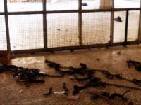 İdlip Cezaevinden İzlenimler