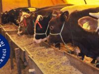 Utanmazlar Birde Kurban'a Talipler