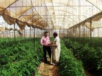 Mısır Darbesi, Gazze Tarımını da Vurdu