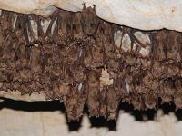 SARS'ın Kaynağı Yarasalar