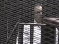 Mübarek'in Oğullarına Yolsuzluk Davasından Beraat