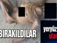 Davet: Vahşete Sessiz Kalmak Dilsiz Şeytanlıktır!
