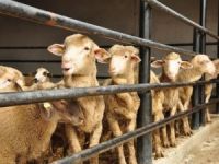 İslam Dünyasında Kurban Bayramı İçin 3 Ayrı Tarih