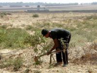 İsrail Filistinlilerin Tarım Arazilerine Ateş Açtı