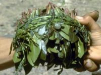 El Kaide Gatı Yasakladı