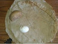 Suriyeli Askerin Açlık Protestosu