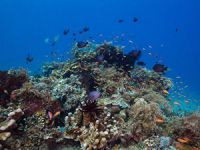 Okyanuslardaki Gıda Zinciri Bozulma Tehlikesi Altında!