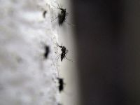 Singapur'da İlk Zika Virüsü Vakası