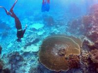 Küresel Isınmayı Önlemek İçin Artık Çok mu Geç?