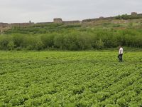 Çatışmada Açan Marullar